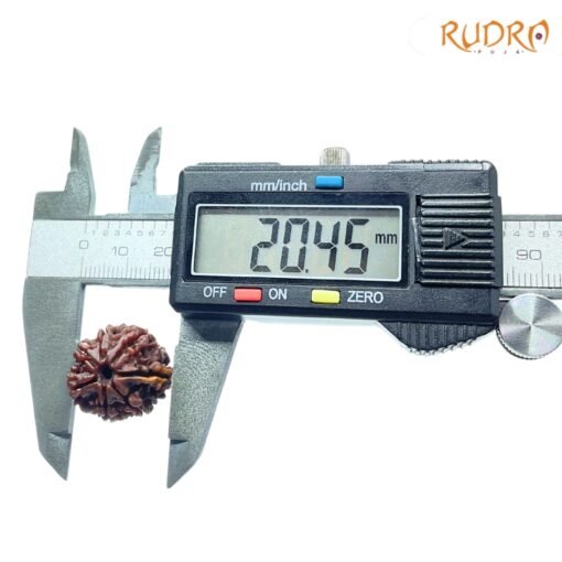 6-Mukhi-Rudraksha-Nepal-20.45-Mm-Op-C.jpg