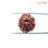 6-Mukhi-Rudraksha-Nepal-20.45-Mm-Sp-C.jpg