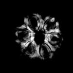 6-Mukhi-Rudraksha-Nepal-20.60-Mm-1.Jpg