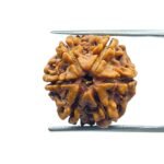 6 Mukhi Rudraksha Nepal (20.60 MM)