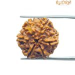 6 Mukhi Rudraksha Nepal (20.60 MM)