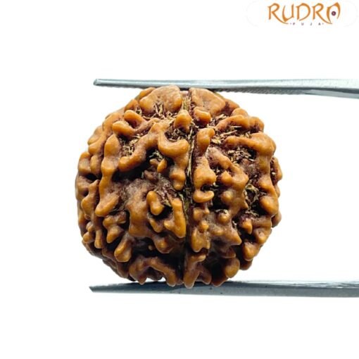 6 Mukhi Rudraksha Nepal (20.60 Mm)