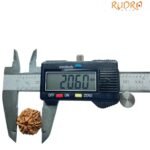 6 Mukhi Rudraksha Nepal (20.60 Mm)