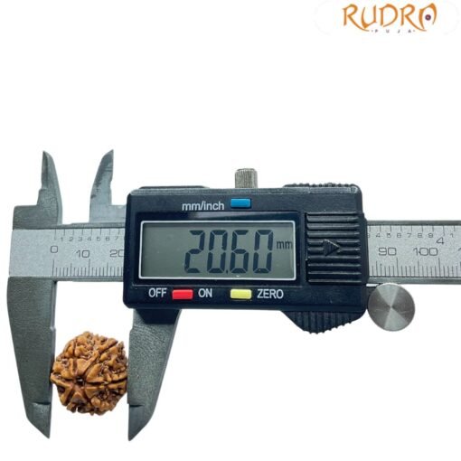 6 Mukhi Rudraksha Nepal (20.60 Mm)