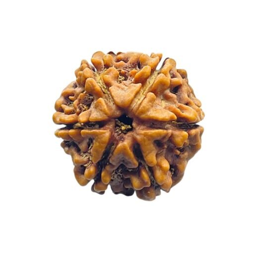 6 Mukhi Rudraksha Nepal (20.60 Mm)