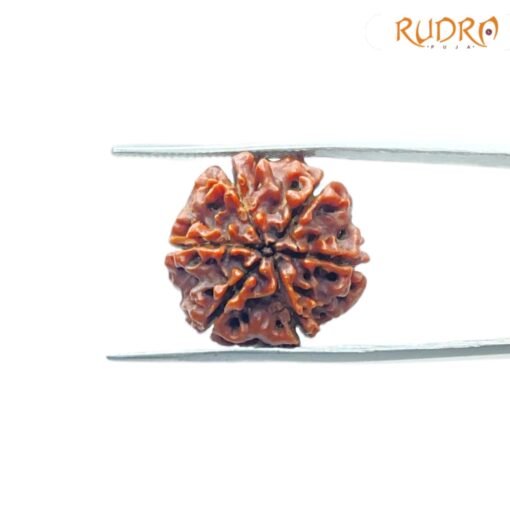 6-Mukhi-Rudraksha-Nepal-20.60-Mm-Bp-C.jpg