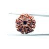 6-Mukhi-Rudraksha-Nepal-20.60-Mm-Mp-C.jpg