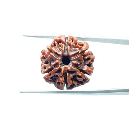 6-Mukhi-Rudraksha-Nepal-20.60-Mm-Mp-C.jpg