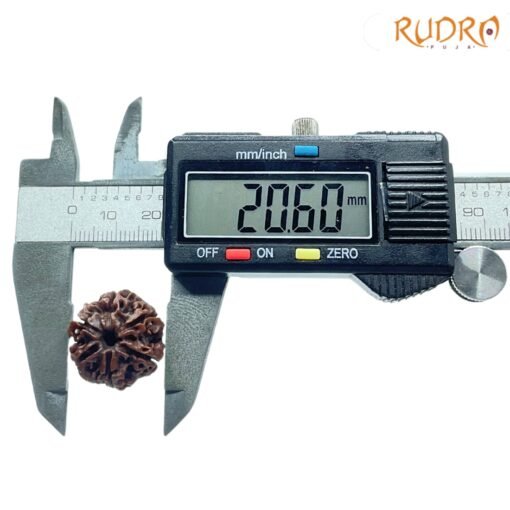 6-Mukhi-Rudraksha-Nepal-20.60-Mm-Op-C.jpg