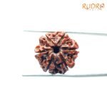 6-Mukhi-Rudraksha-Nepal-20.60-Mm-Sp-C.jpg