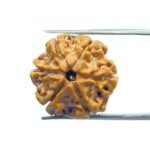 6 Mukhi Rudraksha Nepal (20.65 MM)