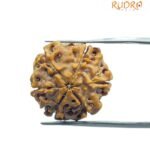 6 Mukhi Rudraksha Nepal (20.65 MM)
