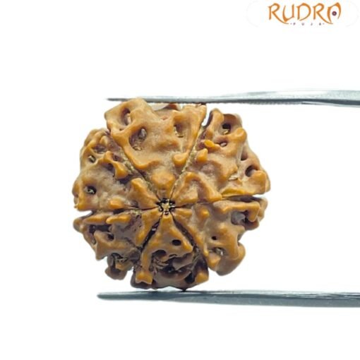 6 Mukhi Rudraksha Nepal (20.65 Mm)