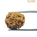 6 Mukhi Rudraksha Nepal (20.65 Mm)