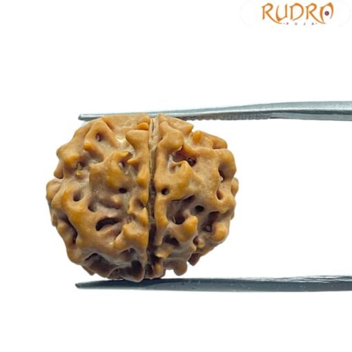 6 Mukhi Rudraksha Nepal (20.65 Mm)