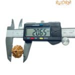 6 Mukhi Rudraksha Nepal (20.65 Mm)