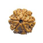 6 Mukhi Rudraksha Nepal (20.65 Mm)