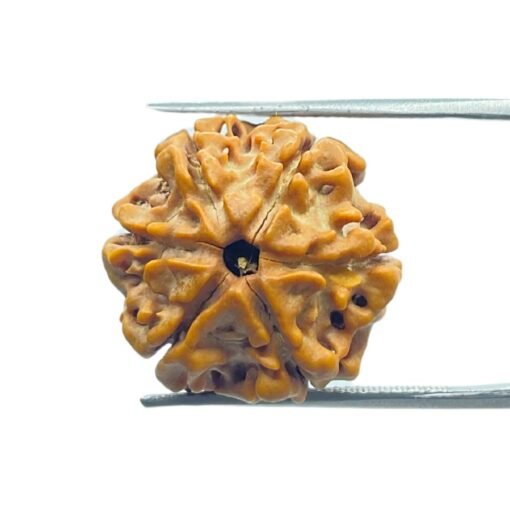 6 Mukhi Rudraksha Nepal (20.65 Mm)