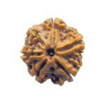 6 Mukhi Rudraksha Nepal (20.75 Mm)