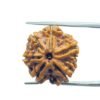 6 Mukhi Rudraksha Nepal (20.75 Mm)