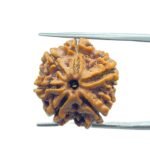 6 Mukhi Rudraksha Nepal (20.75 MM)