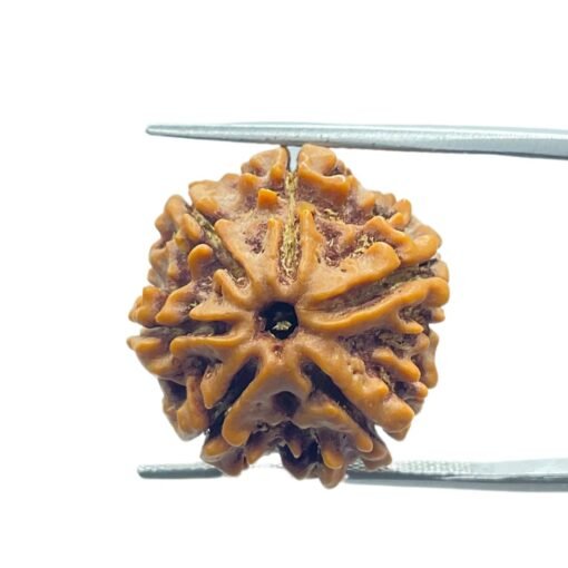 6 Mukhi Rudraksha Nepal (20.75 Mm)