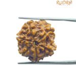 6 Mukhi Rudraksha Nepal (20.75 MM)