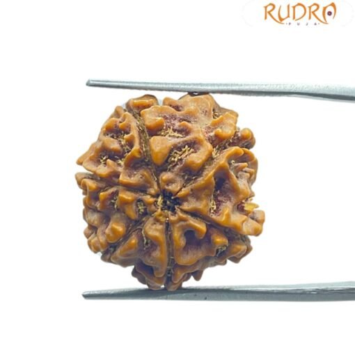 6 Mukhi Rudraksha Nepal (20.75 Mm)