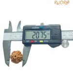 6 Mukhi Rudraksha Nepal (20.75 Mm)