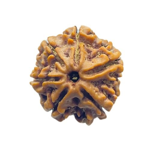 6 Mukhi Rudraksha Nepal (20.75 Mm)