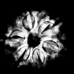 6 Mukhi Rudraksha Nepal (20.80 MM)