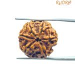 6 Mukhi Rudraksha Nepal (20.80 MM)