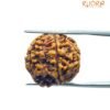6 Mukhi Rudraksha Nepal (20.80 Mm) 13 6 Mukhi Rudraksha Nepal (20.80 Mm)