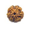 6 Mukhi Rudraksha Nepal (20.80 Mm) 14 6 Mukhi Rudraksha Nepal (20.80 Mm)