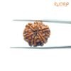 6 Mukhi Rudraksha Nepal (20.88 Mm) 13 6-Mukhi-Rudraksha-Nepal-20.88-Mm-Bp-C.jpg