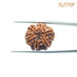 6-Mukhi-Rudraksha-Nepal-20.88-Mm-Bp-C.jpg