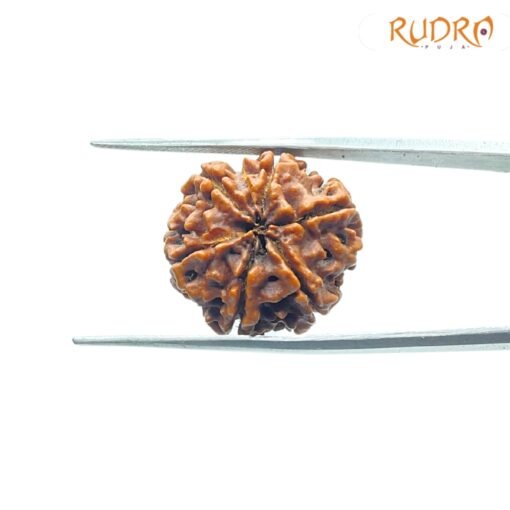 6-Mukhi-Rudraksha-Nepal-20.88-Mm-Bp-C.jpg