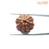 6 Mukhi Rudraksha Nepal (20.88 Mm) 12 6-Mukhi-Rudraksha-Nepal-20.88-Mm-Fp-C.jpg
