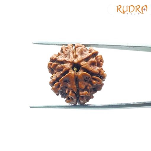 6-Mukhi-Rudraksha-Nepal-20.88-Mm-Fp-C.jpg