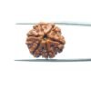 6-Mukhi-Rudraksha-Nepal-20.88-Mm-Mp-C.jpg
