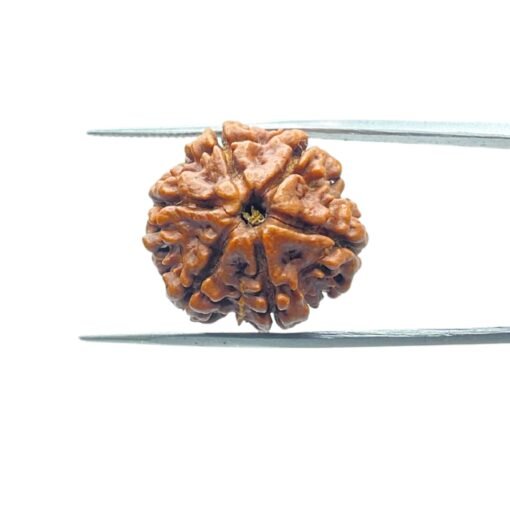 6-Mukhi-Rudraksha-Nepal-20.88-Mm-Mp-C.jpg