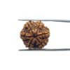 6 Mukhi Rudraksha Nepal (20.95 Mm)