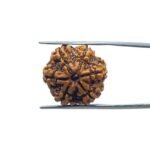 6 Mukhi Rudraksha Nepal (20.95 MM)