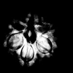 6 Mukhi Rudraksha Nepal (20.95 MM)