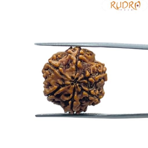 6 Mukhi Rudraksha Nepal (20.95 MM)