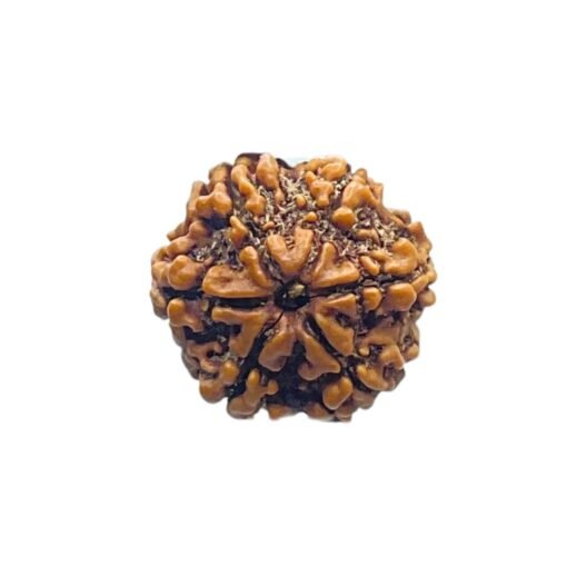 6 Mukhi Rudraksha Nepal (20.95 MM)