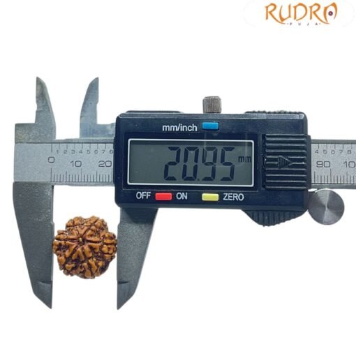 6 Mukhi Rudraksha Nepal (20.95 MM)