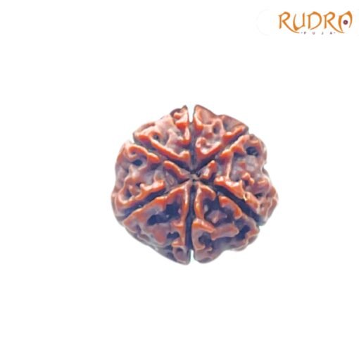 6-Mukhi-Rudraksha-Nepal-21.19-Mm-Bp-C.jpg