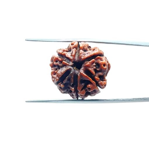 6-Mukhi-Rudraksha-Nepal-21.19-Mm-Mp-C.jpg