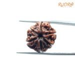 6-Mukhi-Rudraksha-Nepal-21.19-Mm-Sp-C.jpg